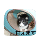 ぎんの冒険（個別スタンプ：15）