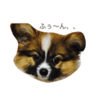 パピヨンの七変化2（個別スタンプ：1）