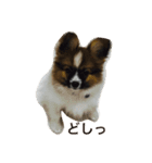 パピヨンの七変化2（個別スタンプ：5）