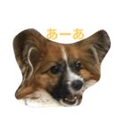 パピヨンの七変化2（個別スタンプ：11）