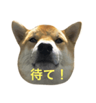 サンタののんきな毎日（個別スタンプ：5）