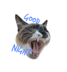 シャム猫ムサシ（個別スタンプ：1）