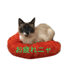 シャム猫ムサシ（個別スタンプ：4）