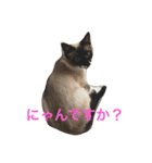 シャム猫ムサシ（個別スタンプ：5）