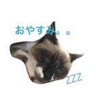シャム猫ムサシ（個別スタンプ：8）