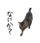 ももと愉快なアニマルたち（個別スタンプ：6）