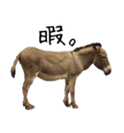 ももと愉快なアニマルたち（個別スタンプ：13）