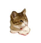 トゥースさん（個別スタンプ：1）