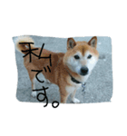 しばのたいよう連絡用（個別スタンプ：5）