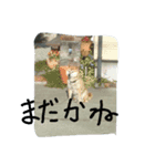 しばのたいよう連絡用（個別スタンプ：6）