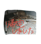 しばのたいよう連絡用（個別スタンプ：8）