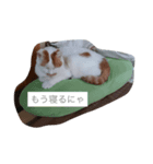 くろちろけんのスタンプ（個別スタンプ：6）