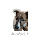 くろちろけんのスタンプ（個別スタンプ：7）