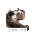 くろちろけんのスタンプ（個別スタンプ：8）