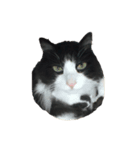 しろくろねこのレオ（個別スタンプ：1）