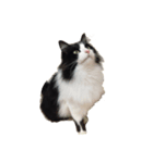 しろくろねこのレオ（個別スタンプ：3）