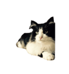 しろくろねこのレオ（個別スタンプ：4）