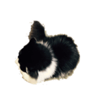 しろくろねこのレオ（個別スタンプ：5）