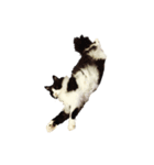 しろくろねこのレオ（個別スタンプ：7）