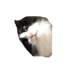 しろくろねこのレオ（個別スタンプ：8）