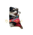チワワ3（個別スタンプ：1）