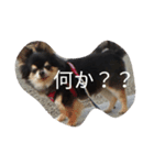 チワワ3（個別スタンプ：6）