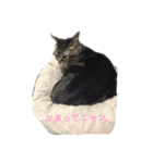 あめりさん 〜はじめて〜（個別スタンプ：1）