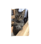 あめりさん 〜はじめて〜（個別スタンプ：5）