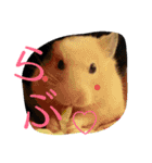 キンクマハムスターのkimochiすたんぷ（個別スタンプ：1）