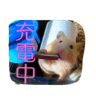 キンクマハムスターのkimochiすたんぷ（個別スタンプ：5）