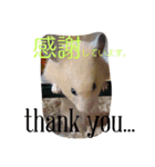 キンクマハムスターのkimochiすたんぷ（個別スタンプ：6）