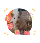 キンクマハムスターのkimochiすたんぷ（個別スタンプ：8）