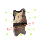 キンクマハムスターのkimochiすたんぷ（個別スタンプ：11）