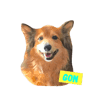 Gonボフッボフッ（個別スタンプ：1）