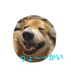 Gonボフッボフッ（個別スタンプ：5）