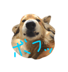 Gonボフッボフッ（個別スタンプ：8）