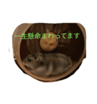 ハムちゃんず（個別スタンプ：1）