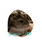 ハムちゃんず（個別スタンプ：3）