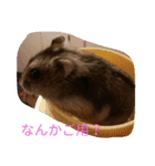 ハムちゃんず（個別スタンプ：4）