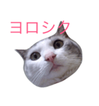 Konatu（個別スタンプ：4）