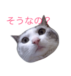 Konatu（個別スタンプ：7）