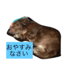 わがやのこてつ（個別スタンプ：2）