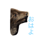 わがやのこてつ（個別スタンプ：7）