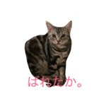 こねこねこねこね（個別スタンプ：3）