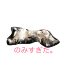 こねこねこねこね（個別スタンプ：4）