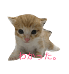 こねこねこねこね（個別スタンプ：5）