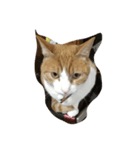 Nyargo（個別スタンプ：1）