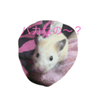 ハムスター1（個別スタンプ：4）