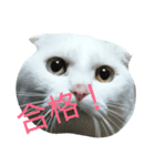 猫猫先生！！！（個別スタンプ：1）