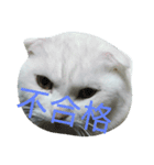 猫猫先生！！！（個別スタンプ：2）